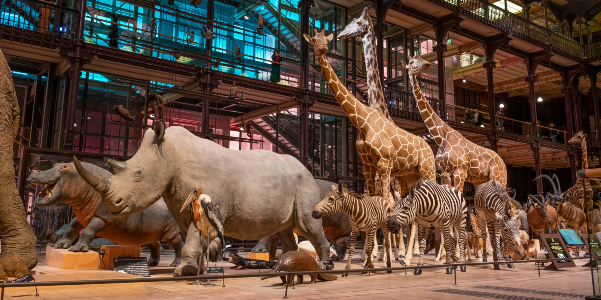 Offre Musée d'Histoire Naturelle de Paris